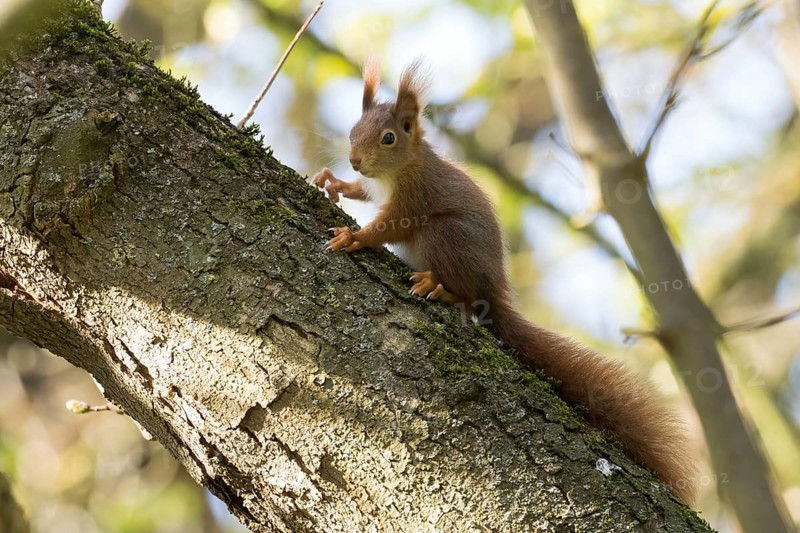 A squirrel (Sciurus vulgaris) on a sunny tree branch looks around attentively, Hesse, Germany