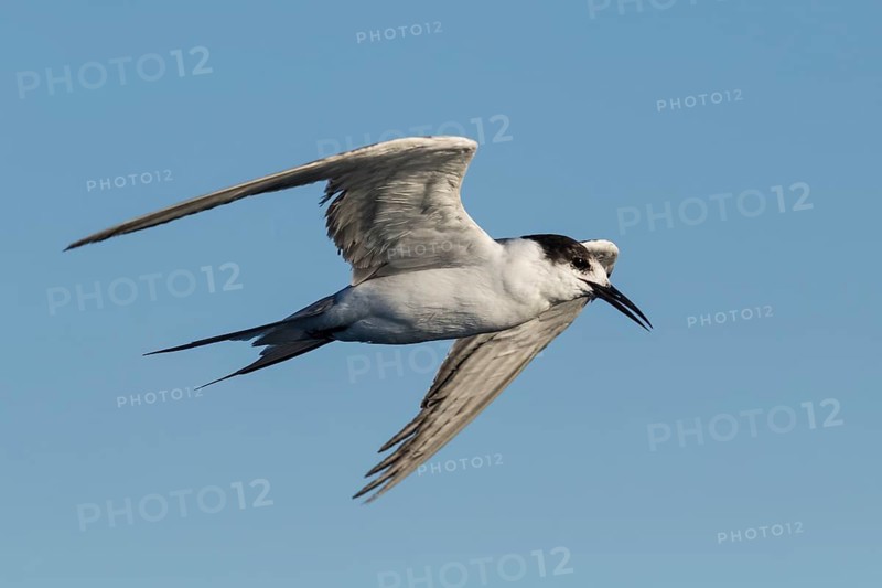 White-cheeked Tern (Sterna repressa) flying, Eilat, Israel
