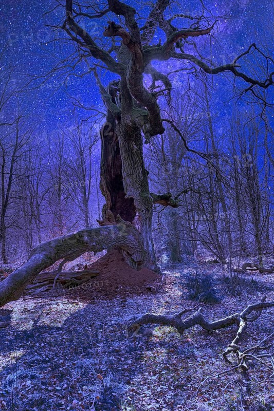 Old oak tree, Primeval forest Urwald Sababurg, Hofgeismar, Weser Uplands, Weserbergland, Hesse, Germany, digitally altered