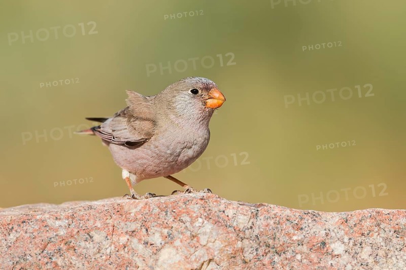 Trumpeter Finch (Bucanetes githagineus) male, Eilat, Israel
