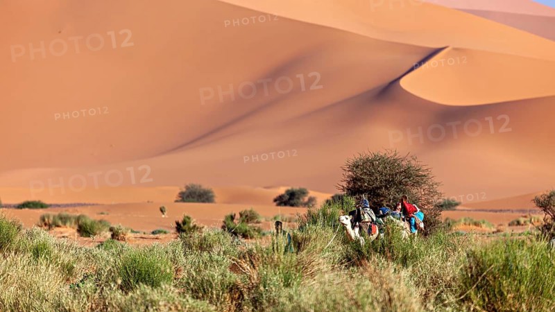 Group of people with camels in a sandy desert landscape and sparse vegetation, Tuareg with his camel caravan in the Sahara in Algeria