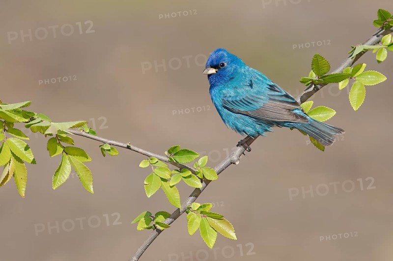 Indigo Bunting (Passerina cyanea) male perched on a branch, Texas, USA