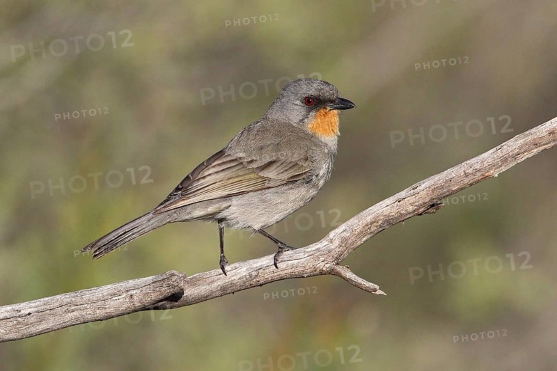 Gilbert's Whistler (Pachycephala inornata) male, Victoria, Australia