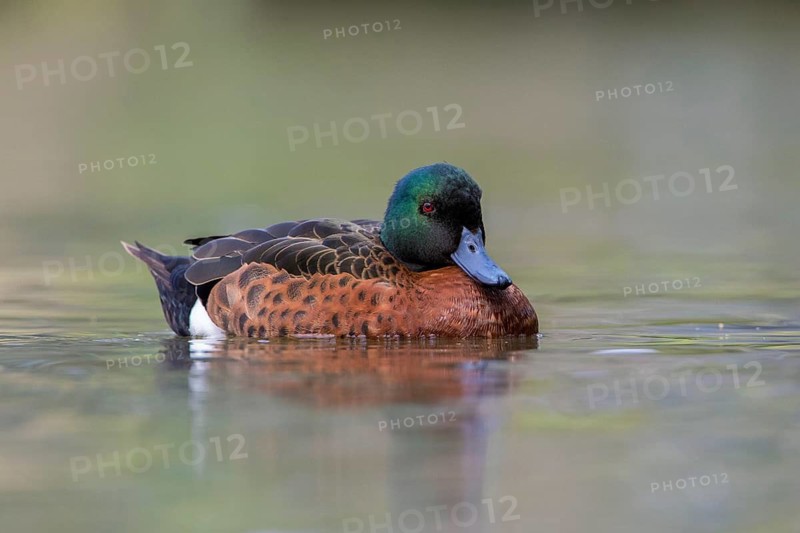 Chestnut Teal (Anas castanea) male, Victoria, Australia