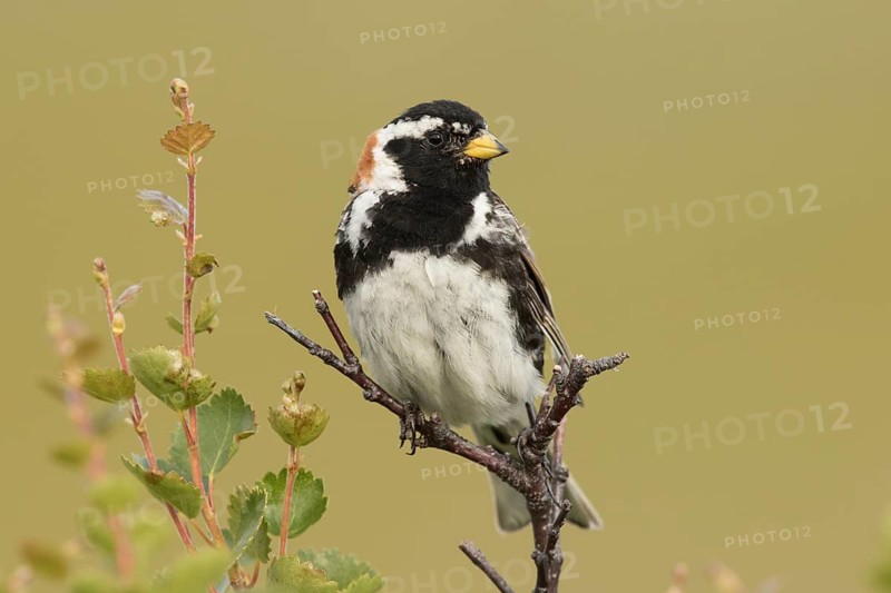 Lapland Longspur (Calcarius lapponicus) male, Norway