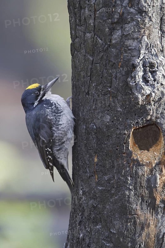 Black-backed Woodpecker (Picoides arcticus) male, Manitoba, Canada