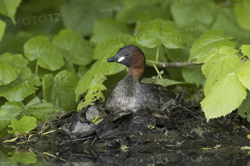 Little Grebe (Tachybaptus ruficollis), Saxony, Germany