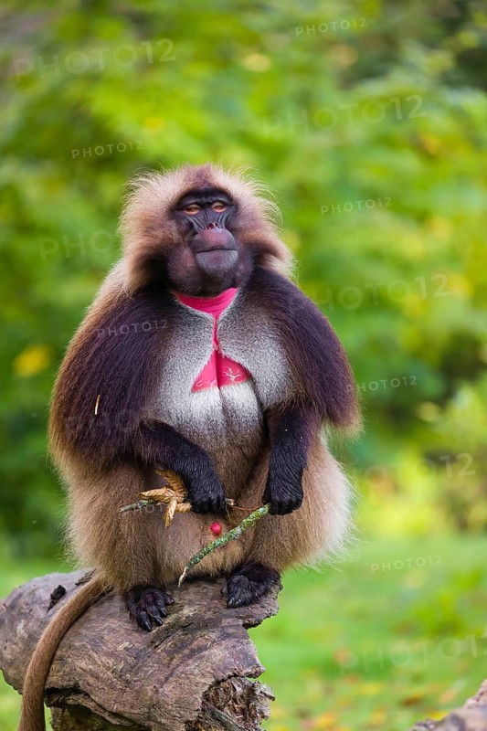 Portrait of an adult male Gelada (Theropithecus gelada), or bleeding-heart monkey, that sits on a branch of a fallen tree