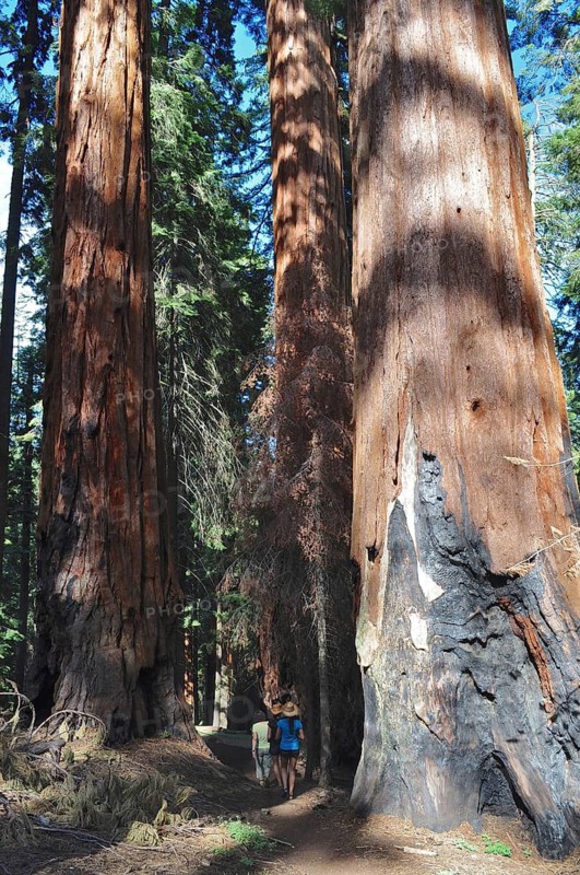 People walk between tall sequoia trees, giant sequoia (Sequoiadendron giganteum), and experience the majesty of nature, Sequoia National Park, California, USA
