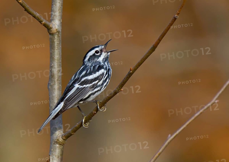 Black-and-white Warbler (Mniotilta varia) singing, Ohio, USA