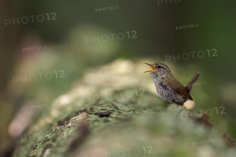 Winter Wren (Troglodytes hiemalis) perched on a branch in southern Ontario, Canada