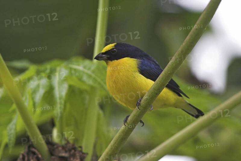 Thick-billed Euphonia (Euphonia laniirostris) male, Costa Rica