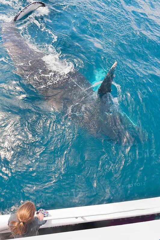 People on boat whale watching, Queensland, Australia