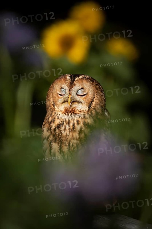 Tawny Owl (Strix aluco) captive, Germany