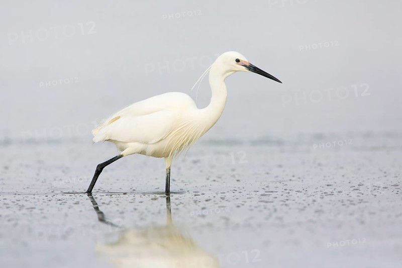Little Egret (Egretta garzetta) foraging, Victoria, Australia