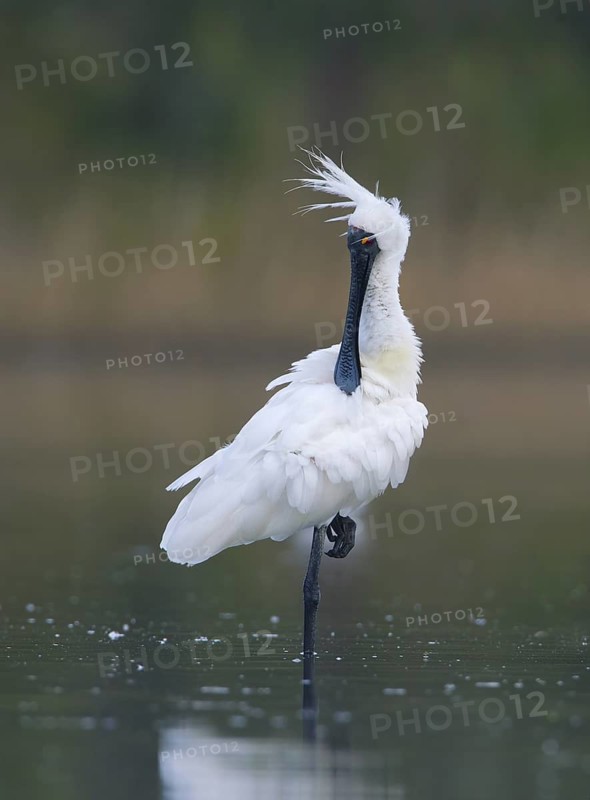 Royal Spoonbill (Platalea regia), Victoria, Australia