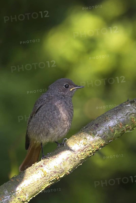 Black Redstart (Phoenicurus ochruros) juvenile, North Rhine-Westphalia, Germany