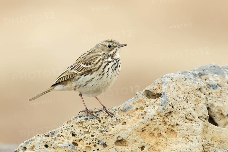 Meadow Pipit (Anthus pratensis), Iceland