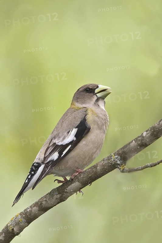 Evening Grosbeak (Hesperiphona vespertina) female, Maine, USA