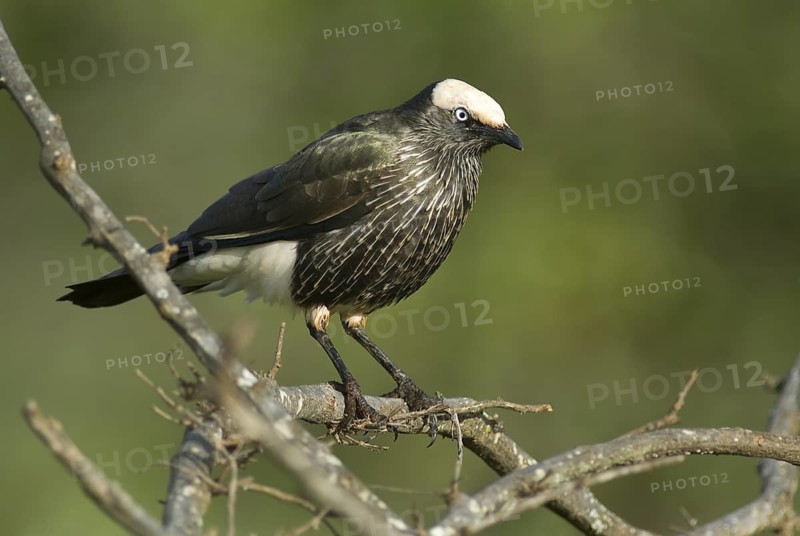 White-crowned Starling (Lamprotornis albicapillus), Ethiopia