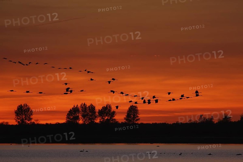 Common Crane (Grus grus), Mecklenburg-Western Pomerania, Germany