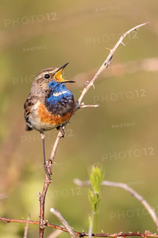 Bluethroat (Luscinia svecica cyanecula) male singing from a twig, Texel, Netherlands