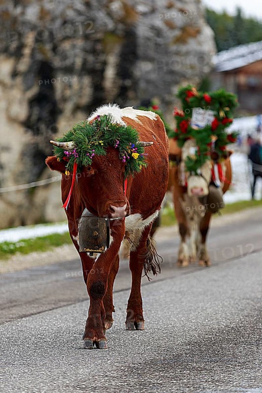 A cow decorated with flowers during the cattle drive on the Alpe di Siusi runs along the road in a rural setting, South Tyrol, Italy
