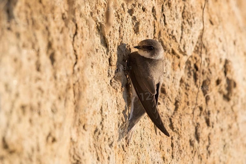 Sand Martin (Riparia riparia), North Rhine-Westphalia, Germany