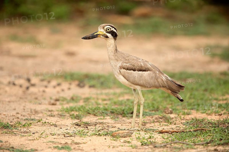 Great Stone-curlew (Esacus recurvirostris) perched on the ground, Bundala National Park, Sri Lanka
