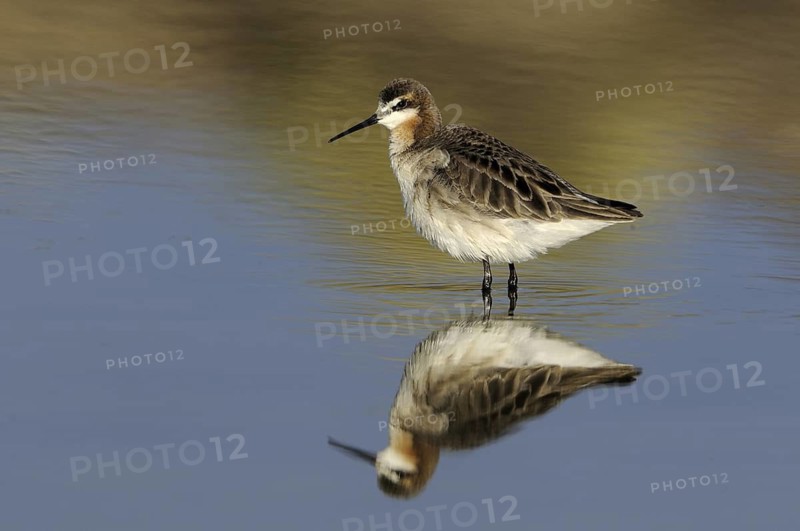 Wilson's Phalarope (Phalaropus tricolor), Alberta, Canada