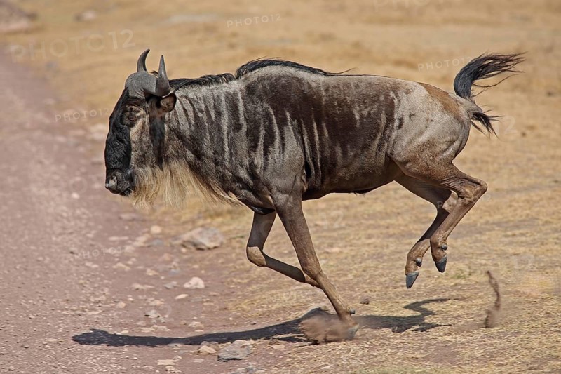 Running blue wildebeest (Connochaetes taurinus), Ngorongoro Crater, Serengeti, Tanzania, East Africa