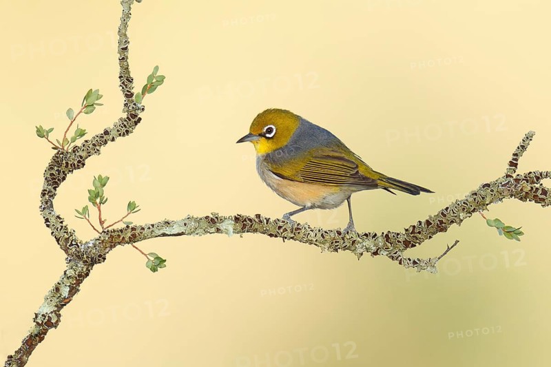 Silvereye (Zosterops lateralis), Victoria, Australia