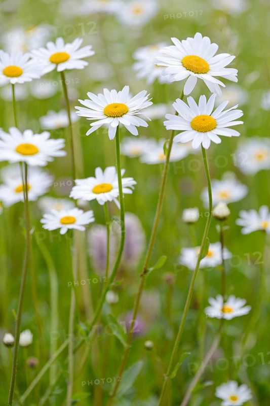 Meadow with marguerites (Leucanthemum), inflorescences, Stillachtal near Oberstdorf, Allgäu Alps, Allgäu, Bavaria, Germany