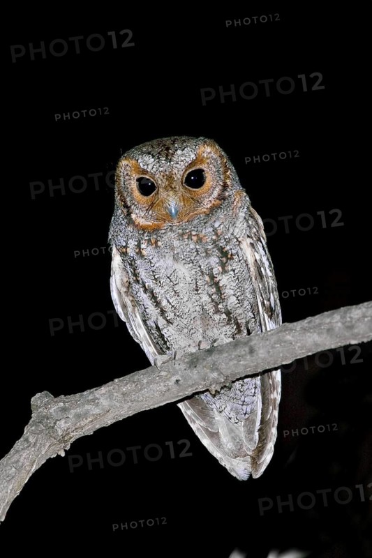 Flammulated Owl Psiloscops flammeolus Chiricahua Mountains, ARIZONA, USA 3 May Adult Strigidae