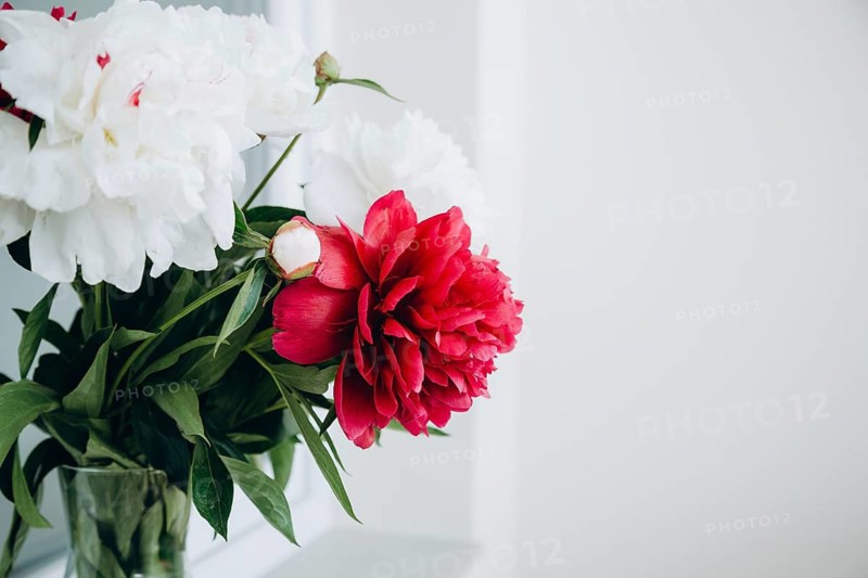 A captivating display of peonies featuring deep red and pristine white blooms in a delicate vase against a bright and subtly textured background, evoking freshness and elegance in home decor