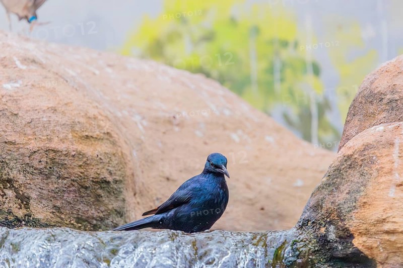 A male red-winged starling (Onychognathus morio) bathes in a small stream above a waterfall. Ethiopia, Kenya, Tanzania, Zambia, Mozambique, Zimbabwe, South Africa