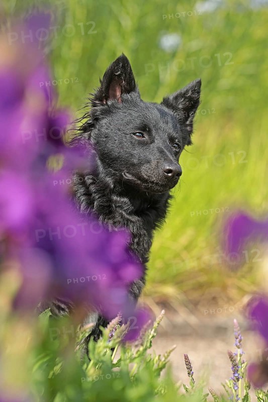 Mudi, Hungarian Shepherd Dog, Very rare