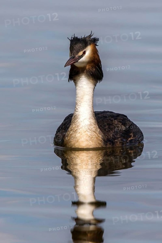 Great Crested Grebe (Podiceps cristatus), Mecklenburg-Western Pomerania, Germany