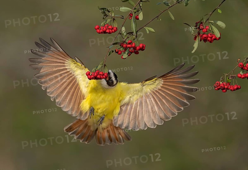 Great Kiskadee (Pitangus sulphuratus) flying while feeding on red berries, Texas, USA