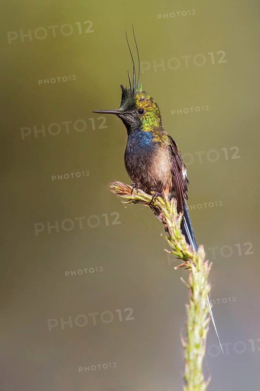 Wire-crested Thorntail (Popelairia popelairii) perched on a branch in Manu National Park, Peru