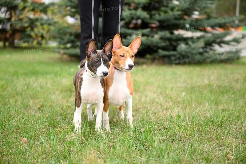 Two small basenji puppies happily explore a grassy field on a walk with their owner. Surrounded by nature, they display their playful energy and curiosity