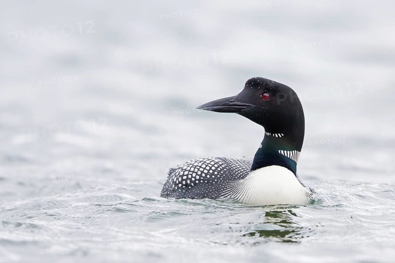 Common loon, (Gavia immer), animals, birds, loon species, swims, waters, Ljósavatn, Norðurland Eystra, Iceland