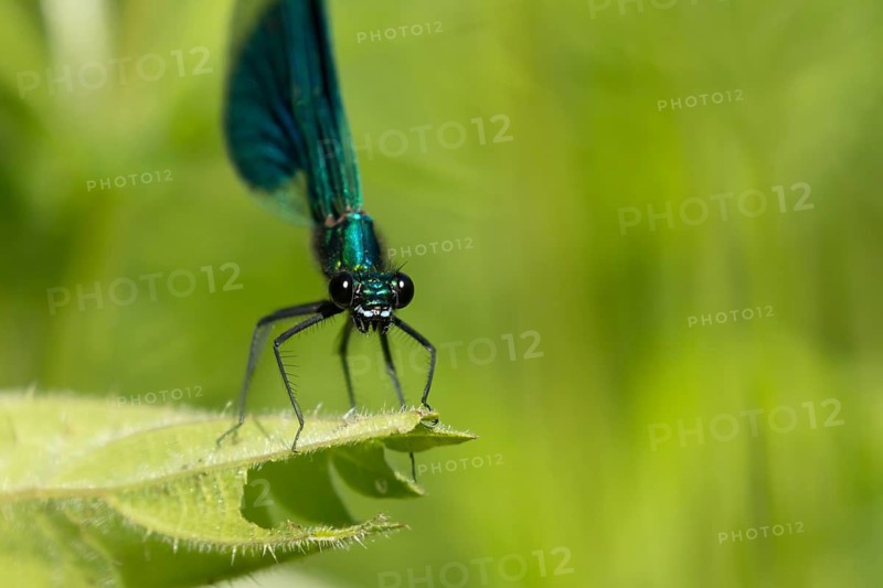 Banded demoiselle damselfly (Calopteryx splendens) adult male insect resting on a reed plant leaf in summer, Suffolk, England, United Kingdom