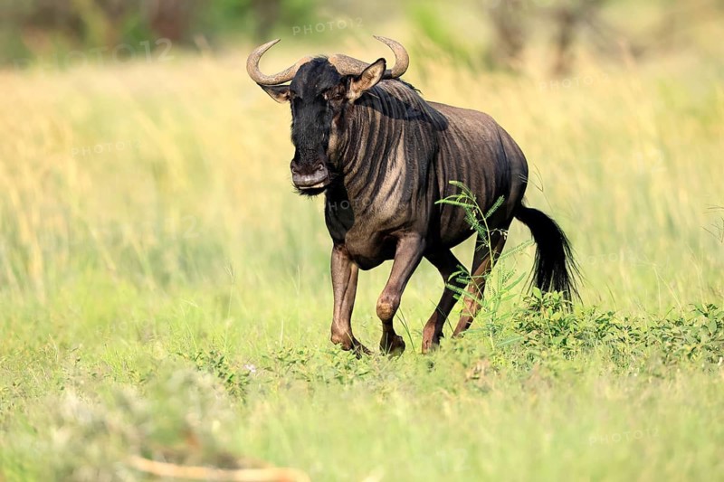 Blue wildebeest (Connochaetes taurinus), adult, jumping, running, Pilanesberg National Park, North West Province, South Africa