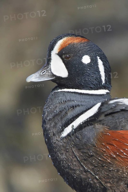 Harlequin Duck (Histrionicus histrionicus) male
