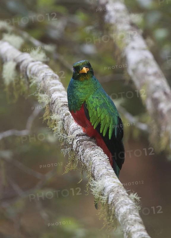 Golden-headed Quetzal (Pharomachrus auriceps) male, Pichincha, Ecuador