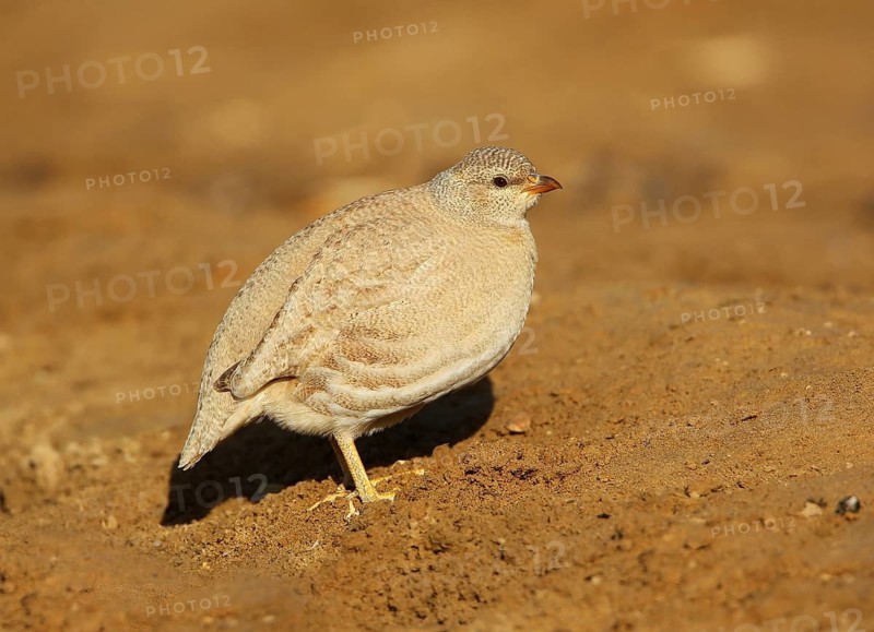 Sand Partridge (Ammoperdix heyi) female, Dofhar, Oman
