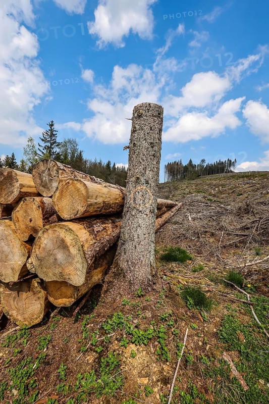 27.04.2022, Hilchenbach, North Rhine-Westphalia, Germany, Forest dieback in the Siegen-Wittgenstein district in the Sauerland, drought and bark beetles damage the spruce trees in the coniferous forest. Dead spruce trees were felled