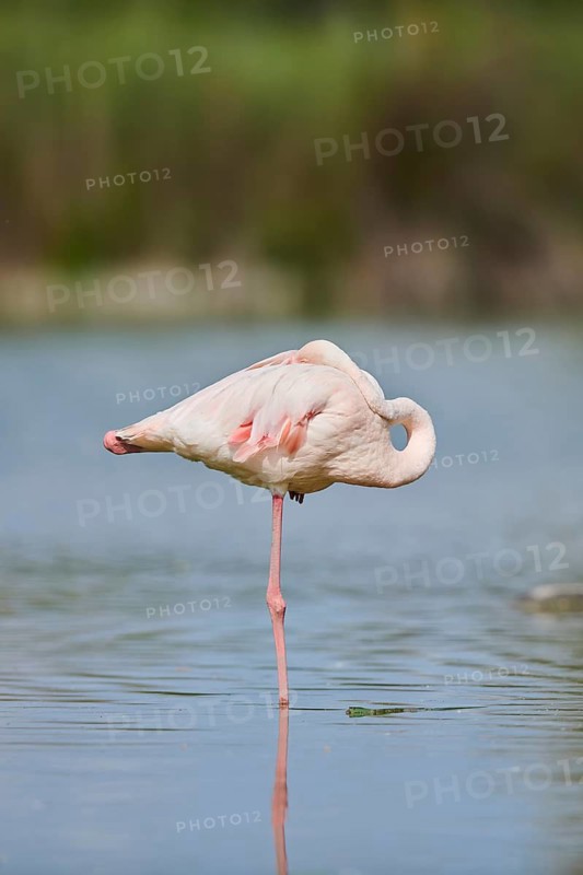 Greater Flamingo (Phoenicopterus roseus) standing in the water, Parc Naturel Regional de Camargue, France