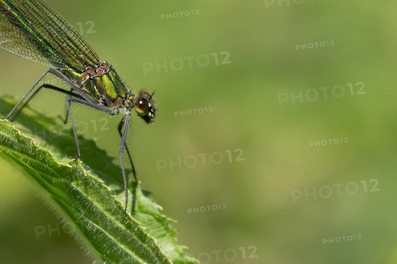 Banded demoiselle damselfly (Calopteryx splendens) adult female insect resting on a plant leaf in summer, Suffolk, England, United Kingdom